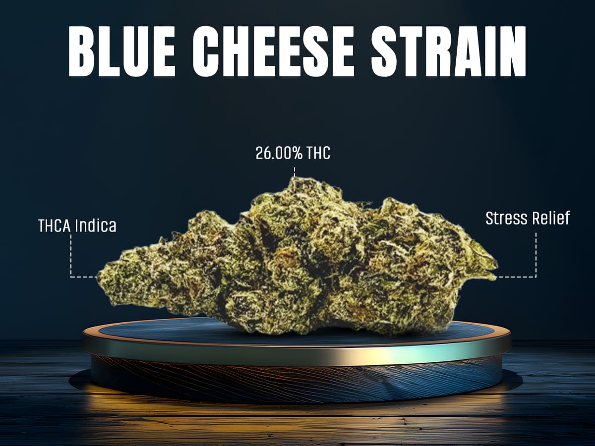 Blue Cheese Strain: A Flavorful and Relaxing Indica