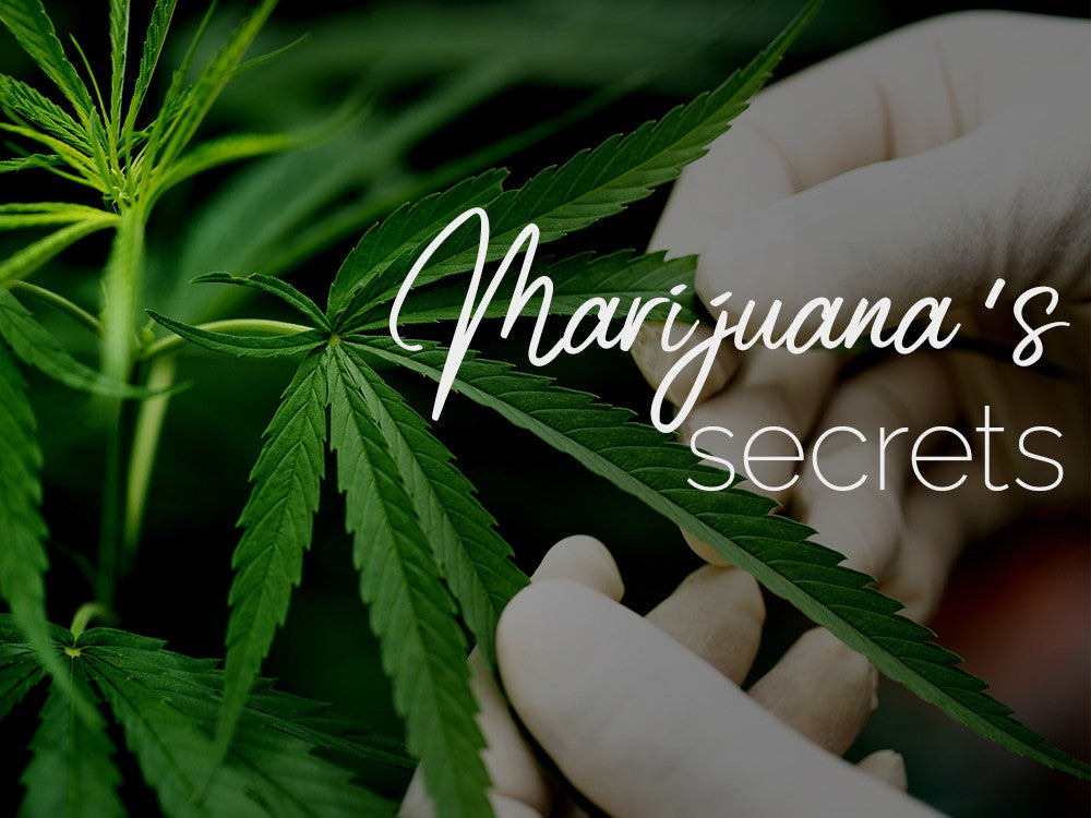 Unlock Marijuana’s Secrets