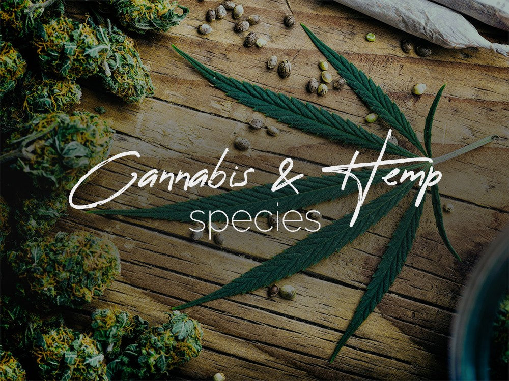 Cannabis and Hemp species Explained