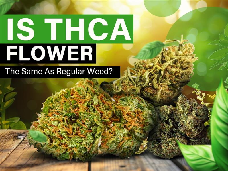 Is THCA Flower the Same as Regular Weed?
