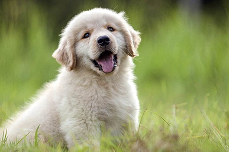 Is CBD Oil Distinct for Dogs Compared to Humans?