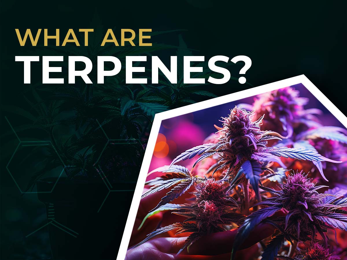 what are terpenes