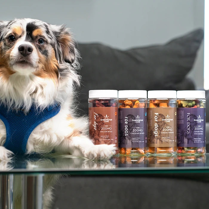 CBD Dog Treats