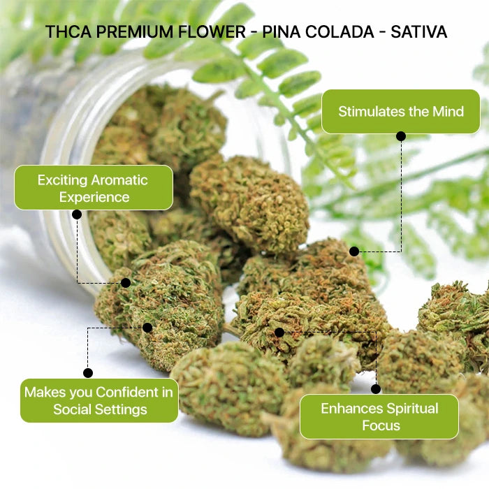 THCA Premium Flower Pina Colada Sativa Strain