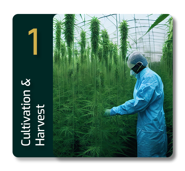 Inner-Image_Harvest-&-Cultivation