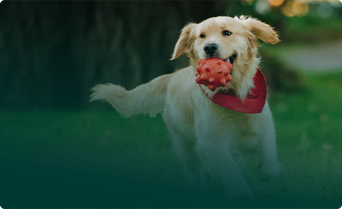 CBD Delta 8 For Pets