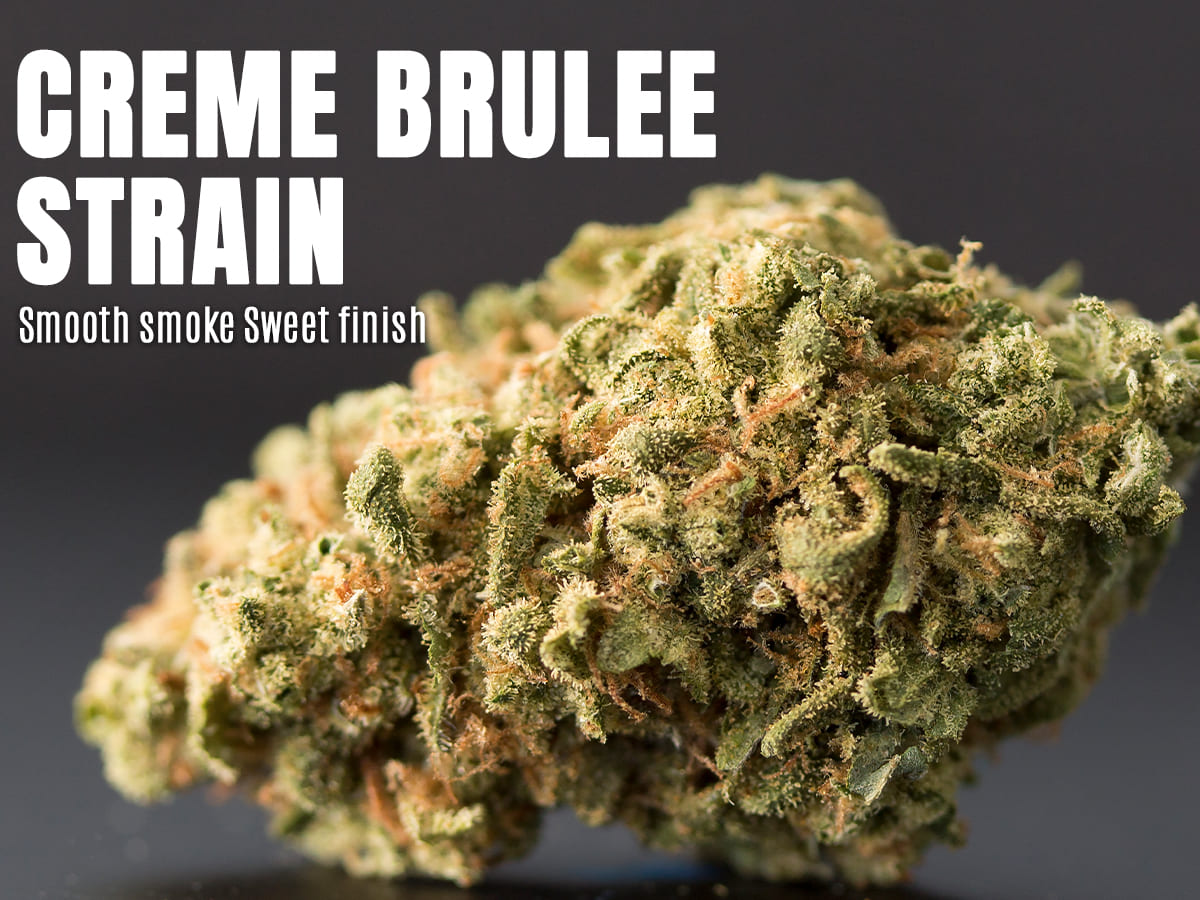 Creme Brulee Strain Review: The Sweet Escape You’ve Been Missing