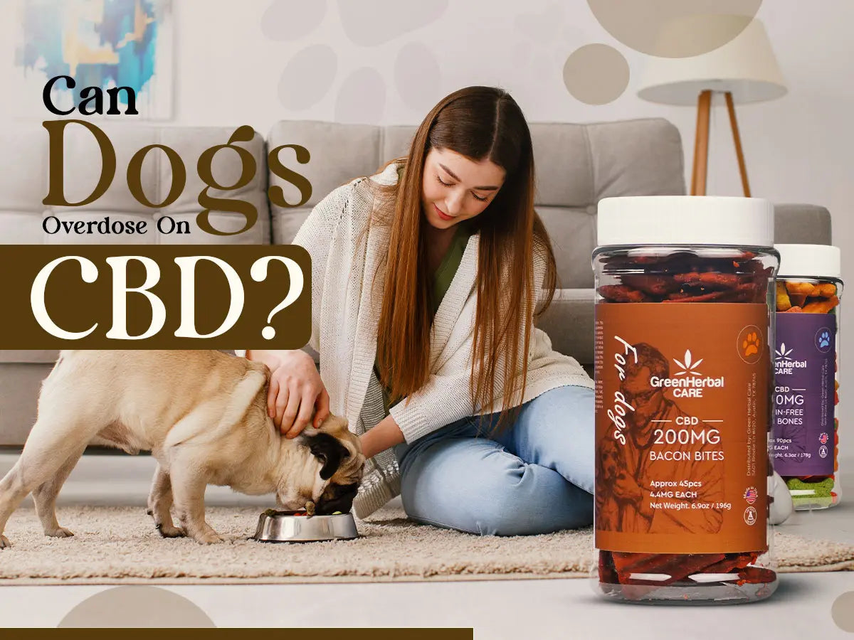 can dogs overdose on cbd