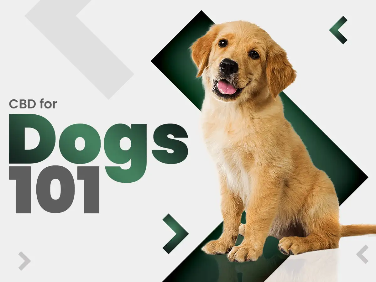CBD for Dogs 101
