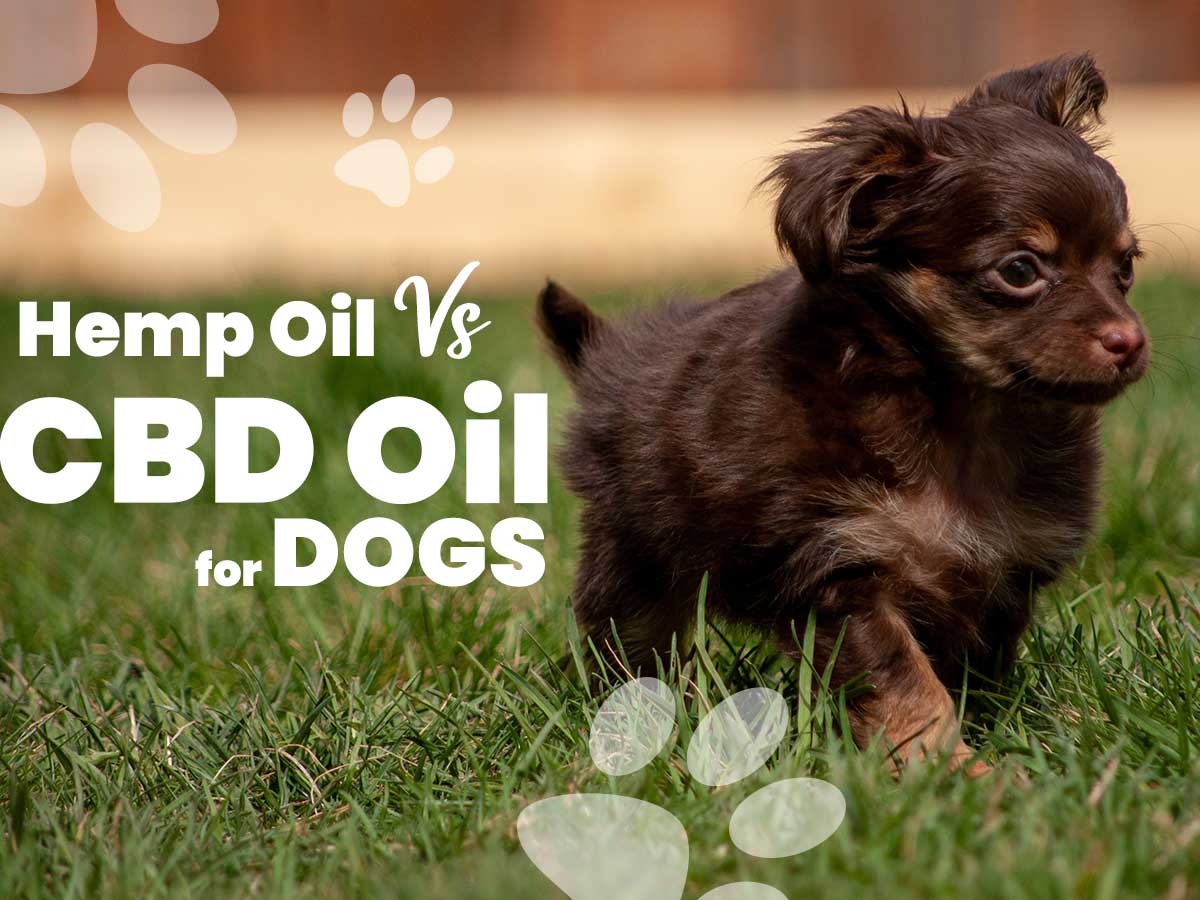 Hemp Oil vs CBD Oil for Dogs