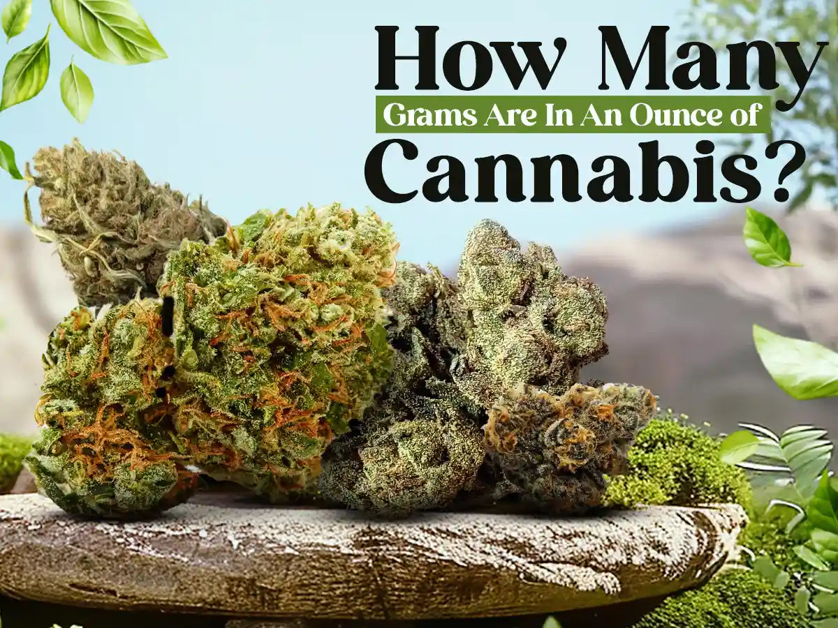 How Many Grams are in an Ounce of Cannabis | Green Herbal Care