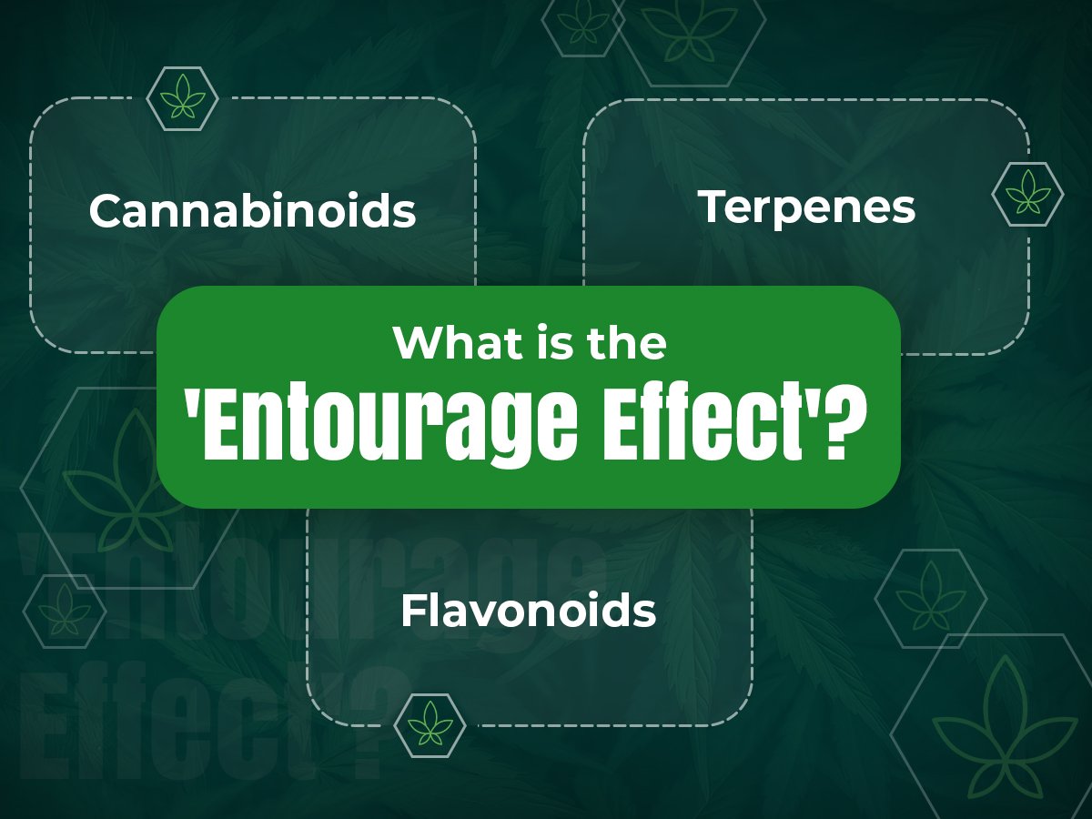 what is the entourage effect