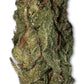 Lucid Punch Strain